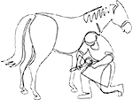 Farrier